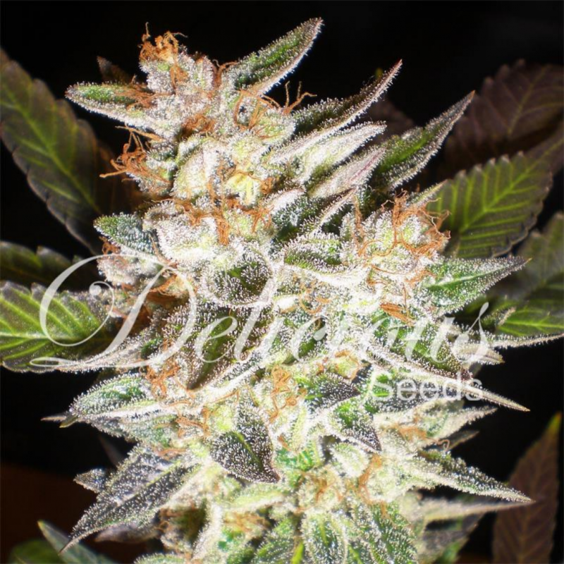 Delicious Seeds Delicious Candy Auto - Imagen 1 Delicious Seeds Delicious Candy Auto - Imagen 1
