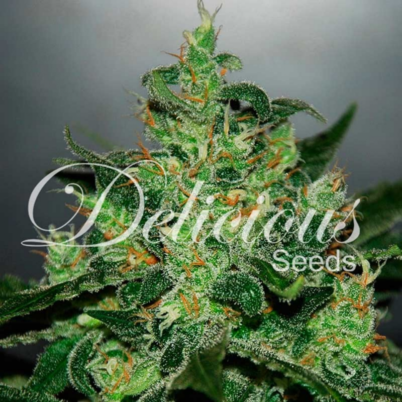 Delicious Seeds Critical Jack Herer Auto - Imagen 1 Delicious Seeds Critical Jack Herer Auto - Imagen 1