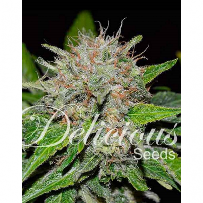 Delicious Seeds Deep Mandarin CBD Fem - Imagen 1 Delicious Seeds Deep Mandarin CBD Fem - Imagen 1