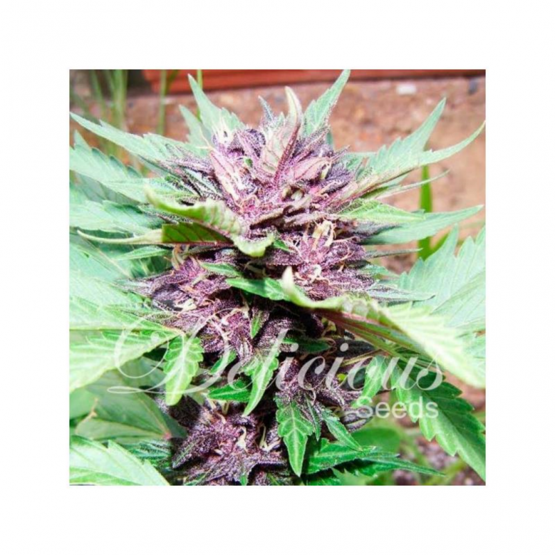 Delicious Seeds Auto Dark Purple - Imagen 1