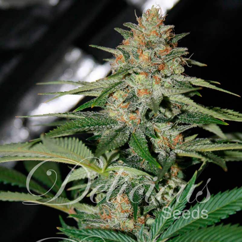 Delicious Seeds Delicious Candy Reg. - Imagen 1 Delicious Seeds Delicious Candy Reg. - Imagen 1