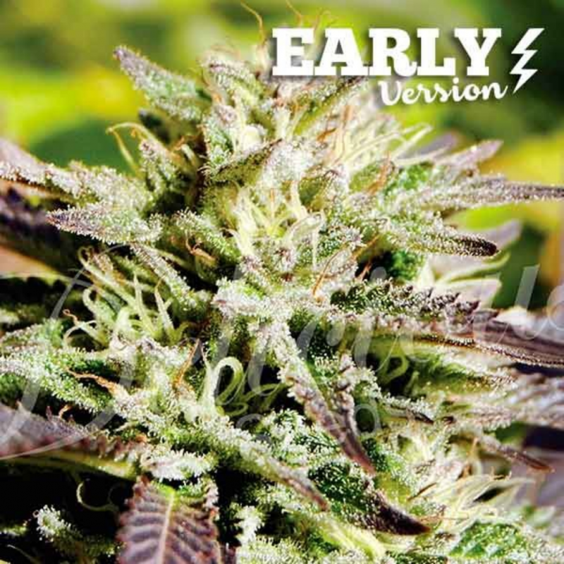 Delicious Seeds Candy F1 Early Version Fem - Imagen 1