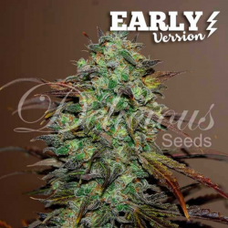Delicious Seeds Eleven Roses F1 Early Version Fem - Imagen 1