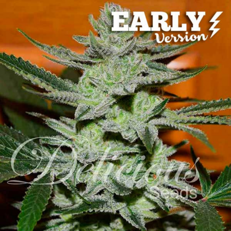 Delicious Seeds Unknown Kush F1 Early Version Fem - Imagen 1 Delicious Seeds Unknown Kush F1 Early Version Fem - Imagen 1