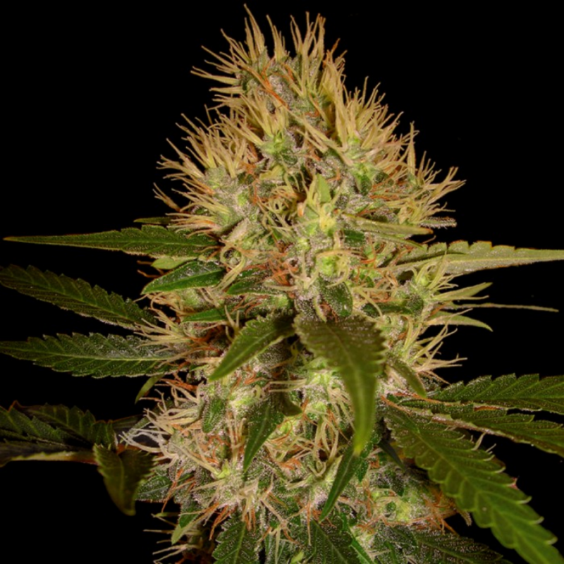 Dna Genetics Martian Mean Green Fem. - Imagen 1