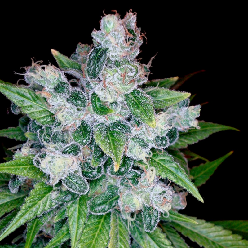 Dna Genetics Kandy Kush Fem. - Imagen 1