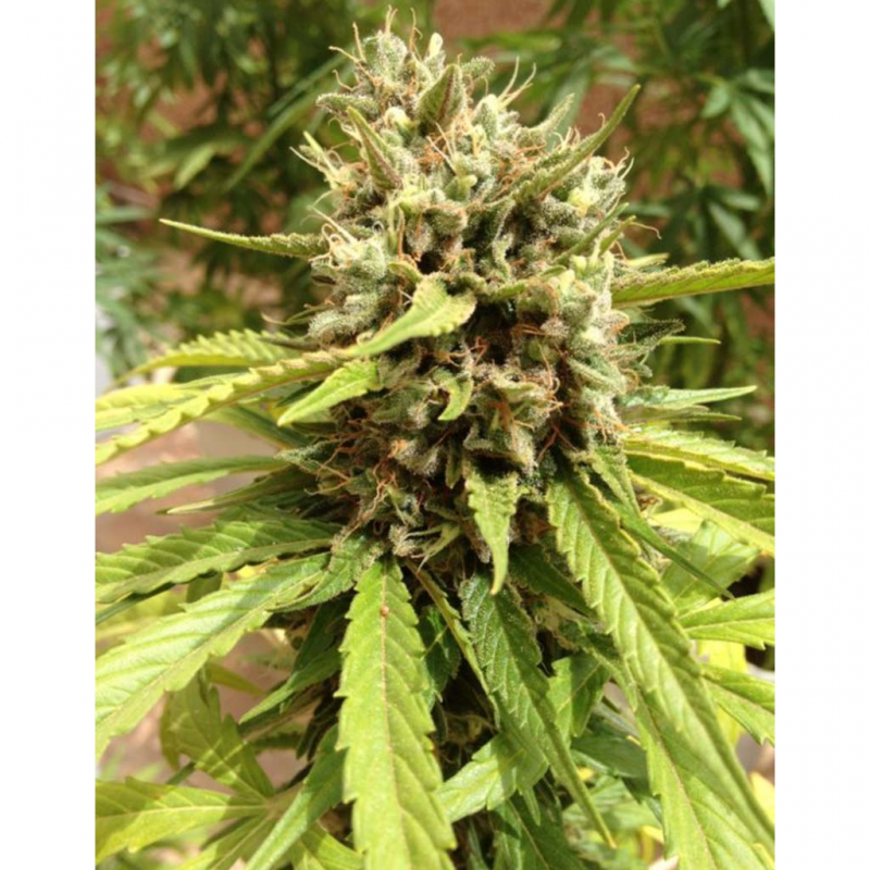 Dutch Passion Auto Blueberry - Imagen 1 Dutch Passion Auto Blueberry - Imagen 1