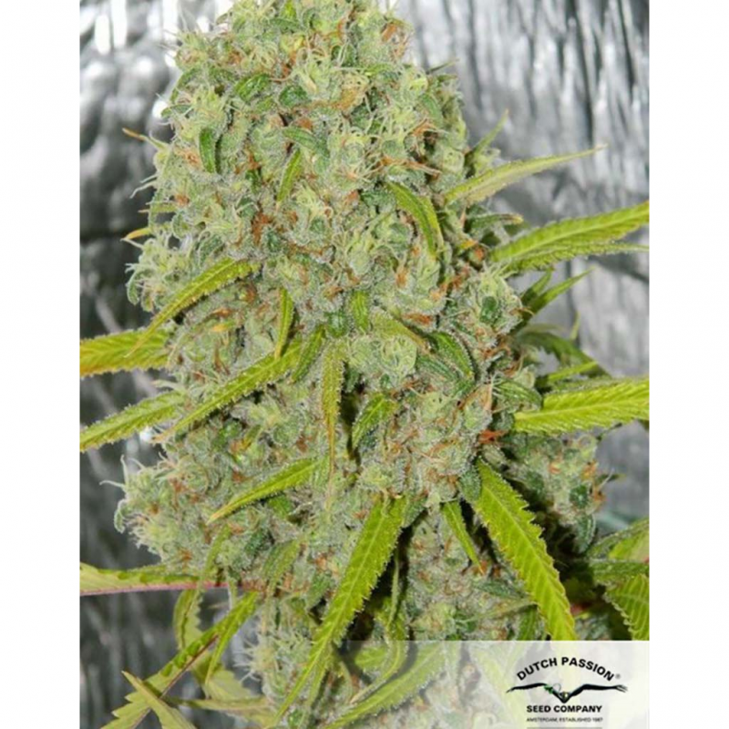 Dutch Passion Orange Bud Fem. - Imagen 1 Dutch Passion Orange Bud Fem. - Imagen 1