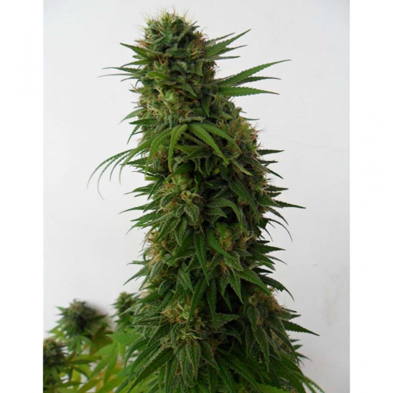 Dutch Passion Snow Bud Fem. - Imagen 1 Dutch Passion Snow Bud Fem. - Imagen 1