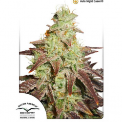 Dutch Passion Auto Night Queen - Imagen 1