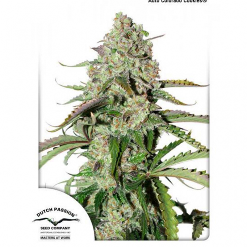 Dutch Passion Auto Colorado Cookies - Imagen 1