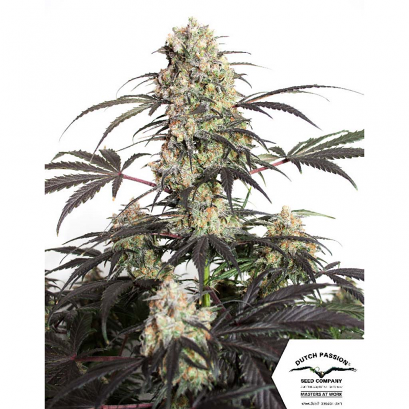 Dutch Passion Passion Fruit Fem. - Imagen 1 Dutch Passion Passion Fruit Fem. - Imagen 1