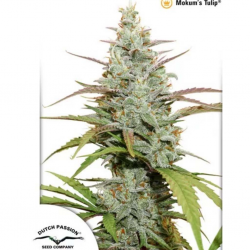Dutch Passion Mokum's Tulip Fem - Imagen 1