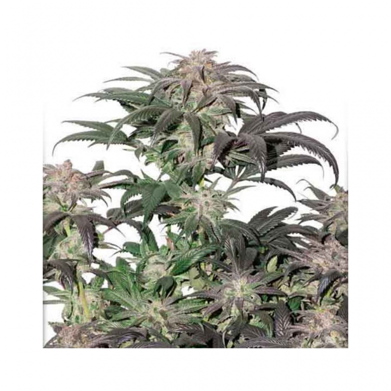 Dutch Passion Bubba Island Kush Fem - Imagen 1 Dutch Passion Bubba Island Kush Fem - Imagen 1