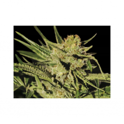 Exclusive Seeds Egarshark Fem - Imagen 1