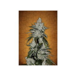 FastBuds Seeds Girl Scout Cookies Auto - Imagen 1