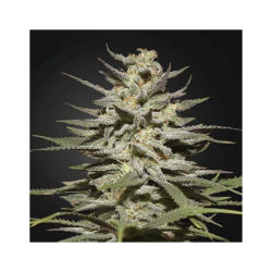 Green House Super Lemon Haze CBD Fem. - Imagen 1