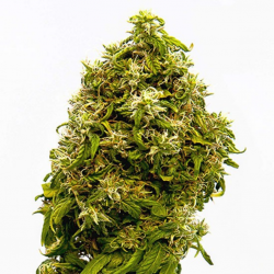 Kannabia Seeds Swiss Dream CBD Fem. - Imagen 1