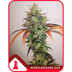 Medical Seeds Y Griega CBD 2.0 - Imagen 1
