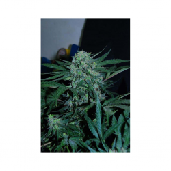 Original Sensible CBD Lemon AID 1Und Fem. - Imagen 1