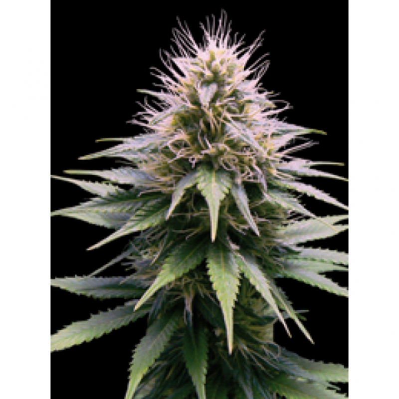 Professional Seeds New York Diesel Auto - Imagen 1