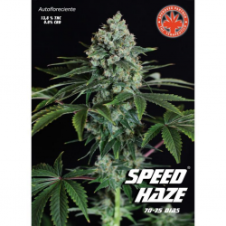 Pure Seeds Speed Haze Auto - Imagen 1
