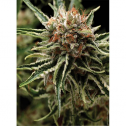 Pyramid Seeds Auto Shark - Imagen 1
