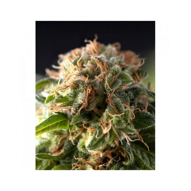 Pyramid Seeds Auto Fresh Candy - Imagen 1