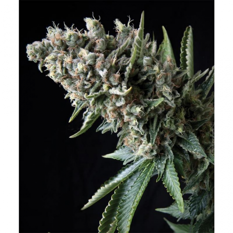 Pyramid Seeds Auto Nefertiti - Imagen 1 Pyramid Seeds Auto Nefertiti - Imagen 1