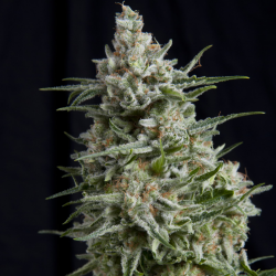 Pyramid Seeds Anesthesia - Imagen 1