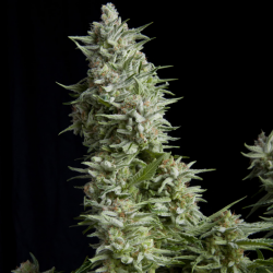 Pyramid Seeds Alpujarreña - Imagen 1