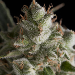 Pyramid Seeds Fresh Candy - Imagen 1