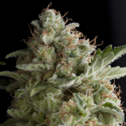 Pyramid Seeds American Pie - Imagen 1