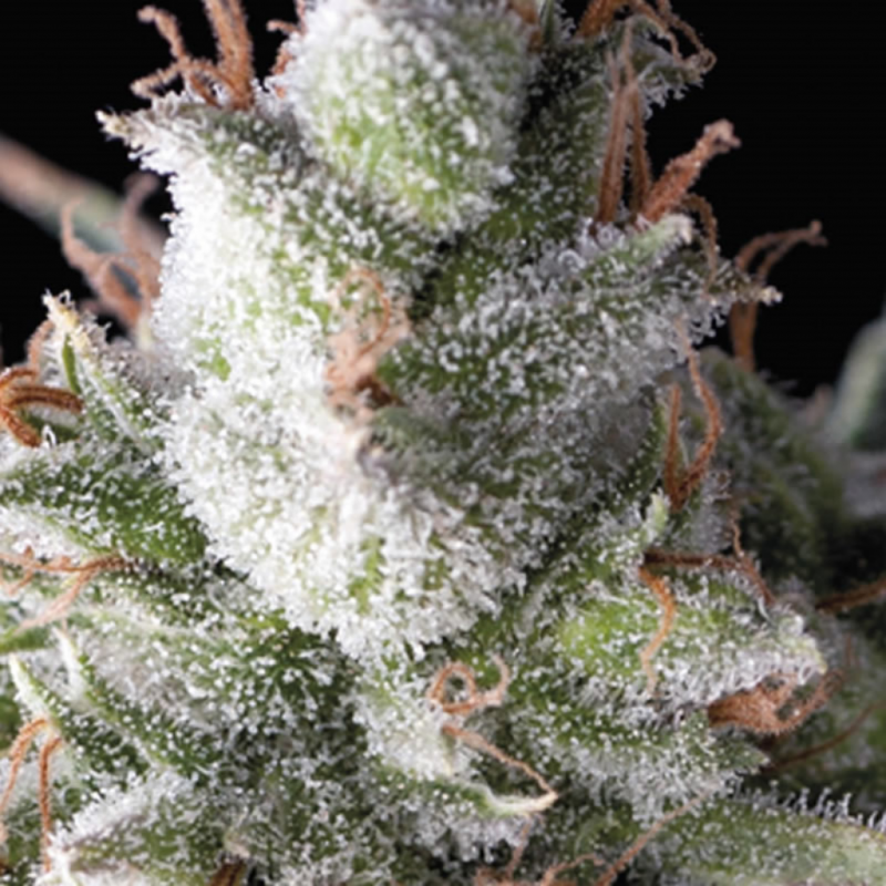 Pyramid Seeds Ramses - Imagen 1