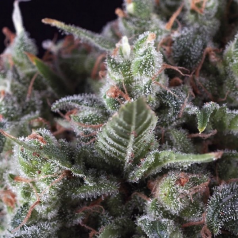 Pyramid Seeds Auto Olympia - Imagen 1 Pyramid Seeds Auto Olympia - Imagen 1