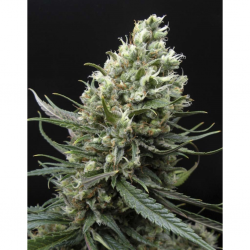 Ripper Seeds Ripper Haze Fem. - Imagen 1
