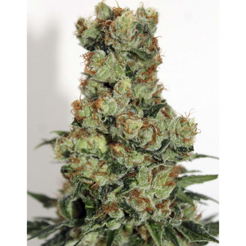 Ripper Seeds Ripper Badazz Fem. - Imagen 1 Ripper Seeds Ripper Badazz Fem. - Imagen 1