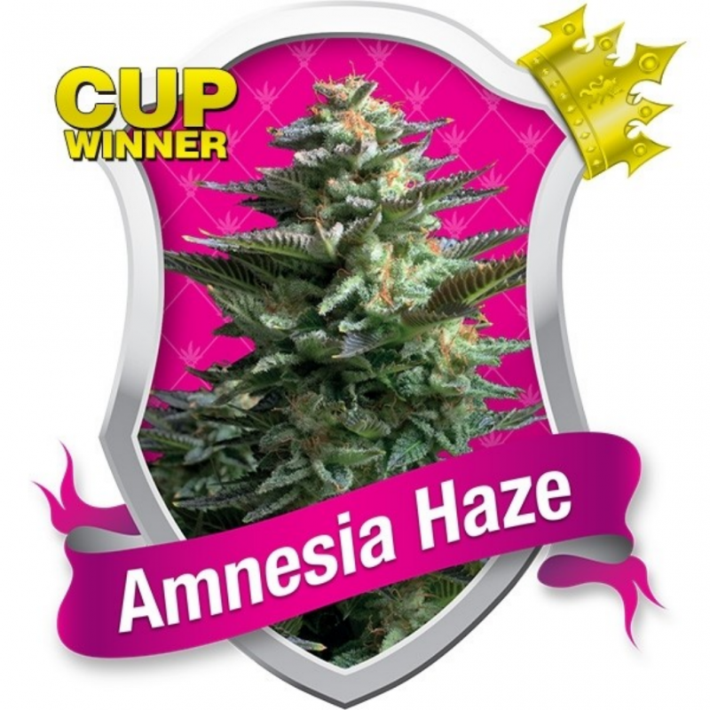 Royal Queen Amnesia Haze Fem. - Imagen 1 Royal Queen Amnesia Haze Fem. - Imagen 1