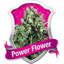 Royal Queen Power Flower Fem. - Imagen 1