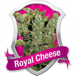 Royal Queen Royal Cheese Fast Version Fem. - Imagen 1