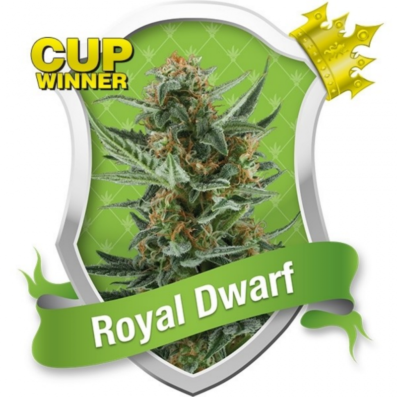 Royal Queen Royal Dwarf Auto - Imagen 1 Royal Queen Royal Dwarf Auto - Imagen 1