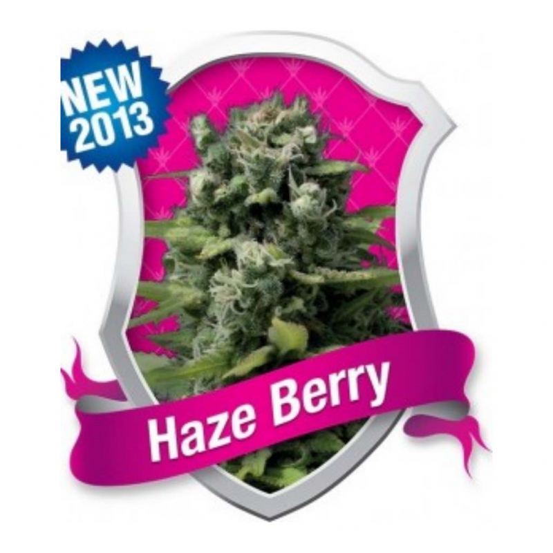 Royal Queen Haze Berry Fem. - Imagen 1
