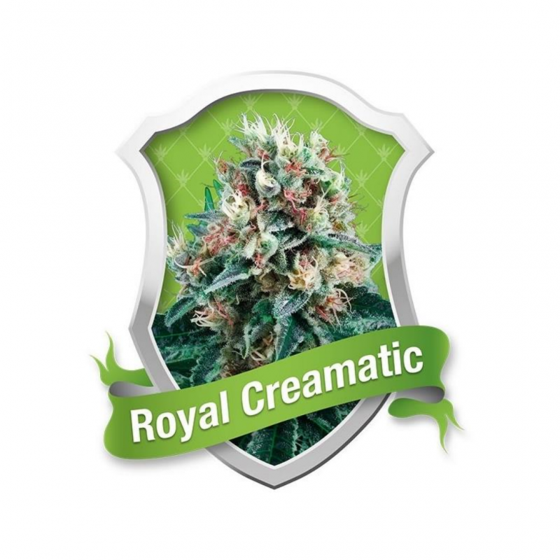 Royal Queen Royal Creamatic - Imagen 1