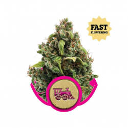Royal Queen Candy Kush Express Fast Version - Imagen 1