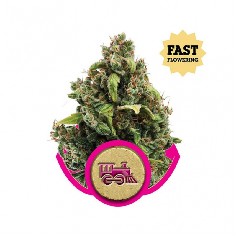 Royal Queen Candy Kush Express Fast Version - Imagen 1 Royal Queen Candy Kush Express Fast Version - Imagen 1