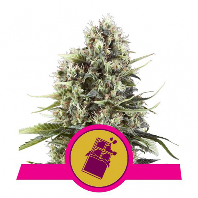 Royal Queen Chocolate Haze Fem. - Imagen 1 Royal Queen Chocolate Haze Fem. - Imagen 1