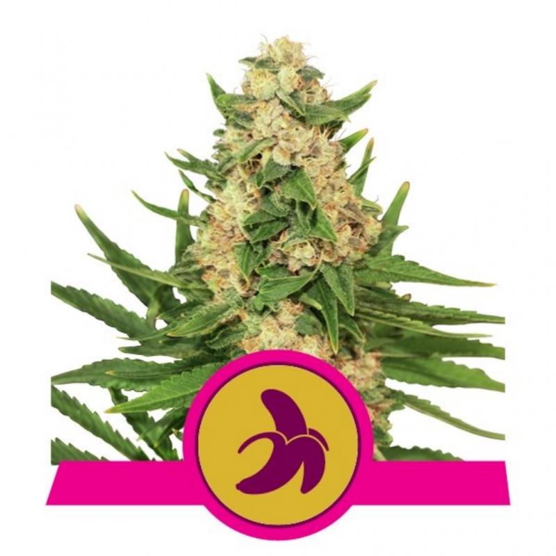Royal Queen Fat Banana Fem. - Imagen 1 Royal Queen Fat Banana Fem. - Imagen 1