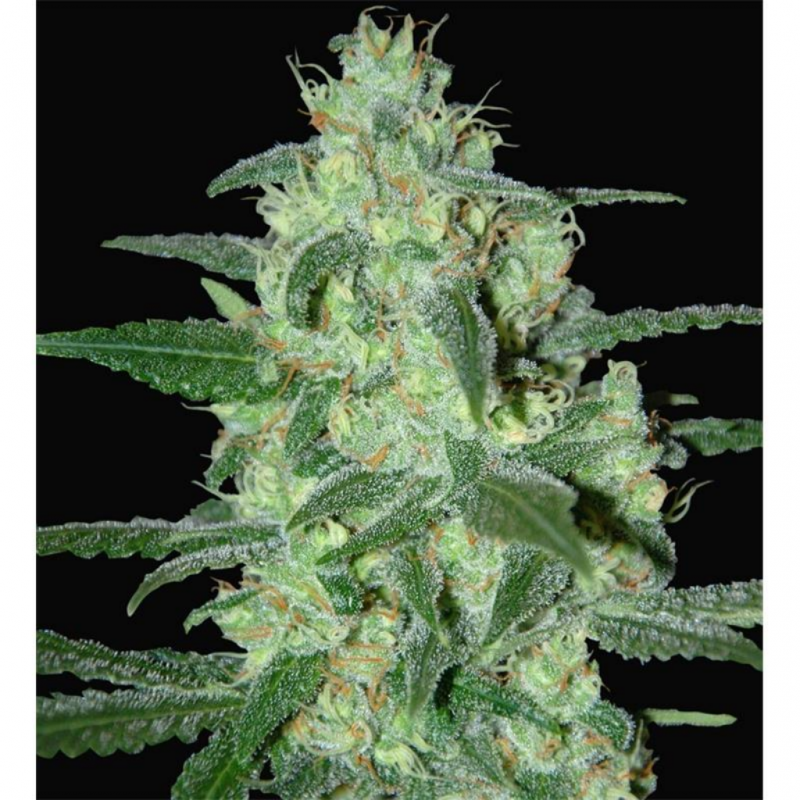 Samsara Seeds Thunder Bloody Mary Auto - Imagen 1
