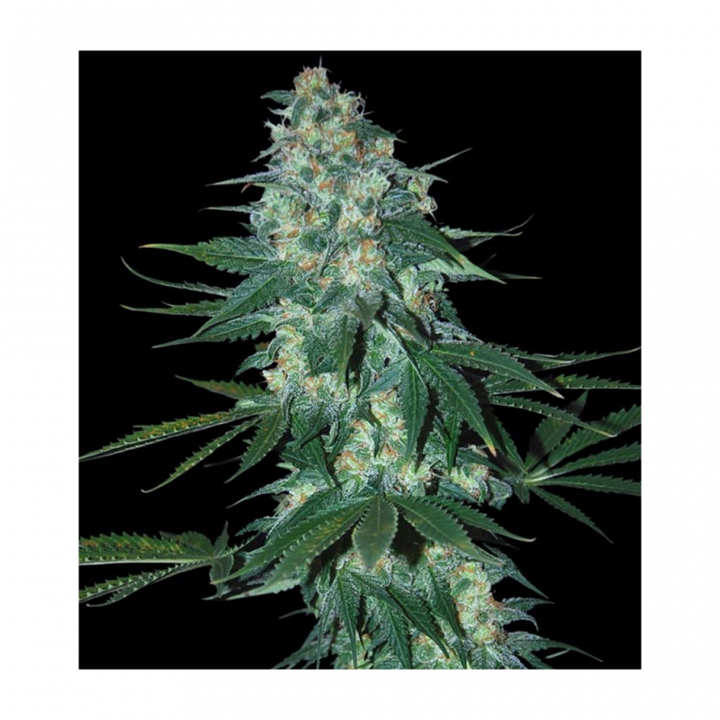 Samsara Seeds El Alquimista Fem. - Imagen 1 Samsara Seeds El Alquimista Fem. - Imagen 1