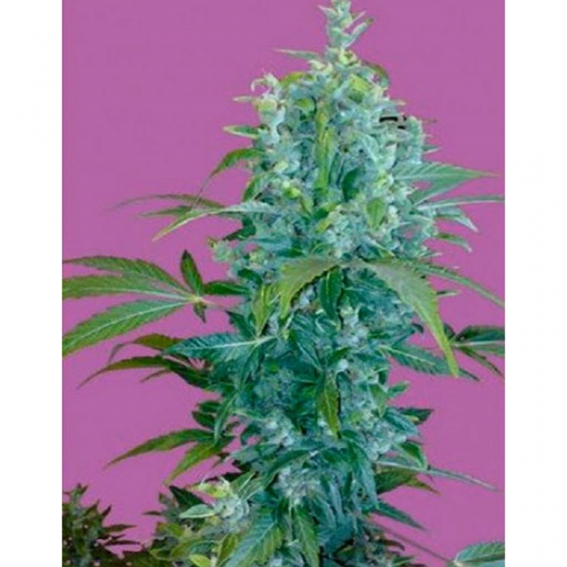 Seeds Of Life Kabala Auto - Imagen 1 Seeds Of Life Kabala Auto - Imagen 1